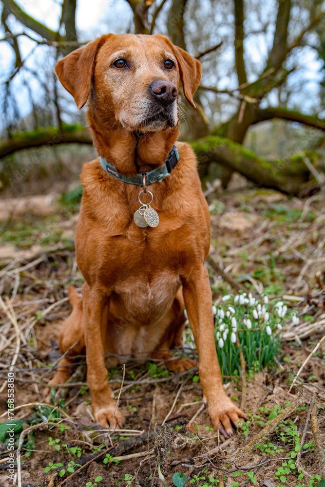 Red fox Labrador sits in the woodland, female adult retriever dog.