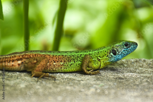 Portrait of a male European green lizard (Lacerta viridis). Selective focus.