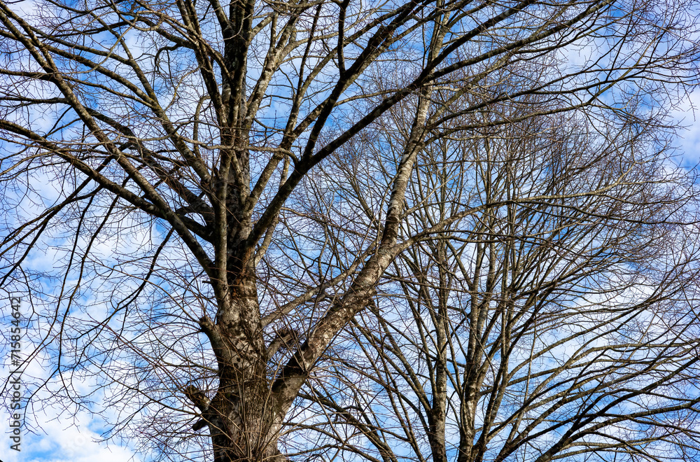 Árvore de filhas caducas numa manhã fria de inverno Árvore de filhas caducas numa manhã fria de inverno