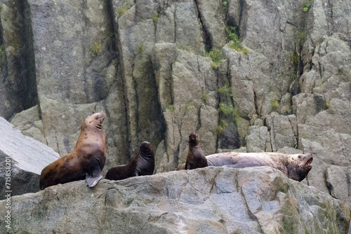 Steller sea lion at Resurrection Bay, Alaska, US photo