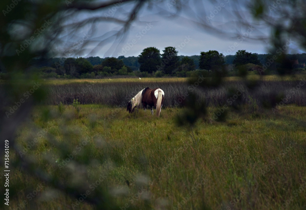 Wild Pony Grazing On Assateague Island Wild Pony Grazing On Assateague Island