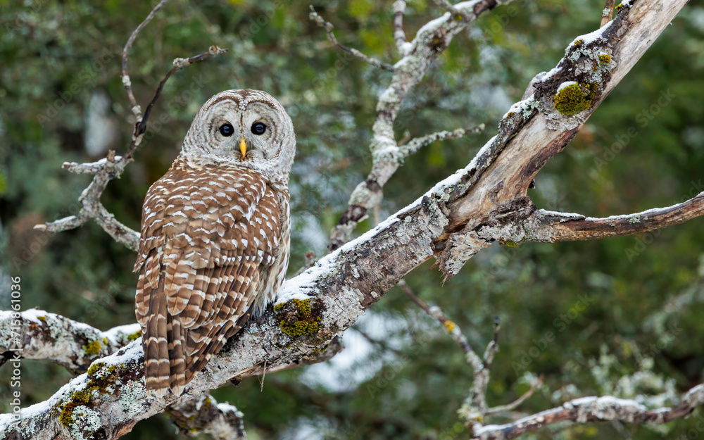 Obraz premium barred owl perched in snow tree