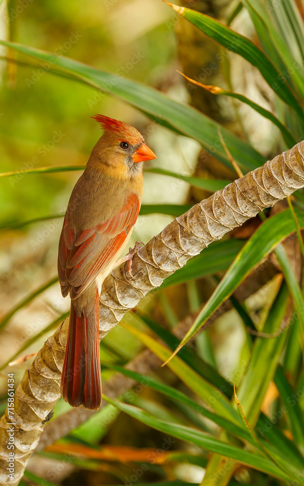 Red-crested cardinal perched in Hawaii Red-crested cardinal perched in Hawaii