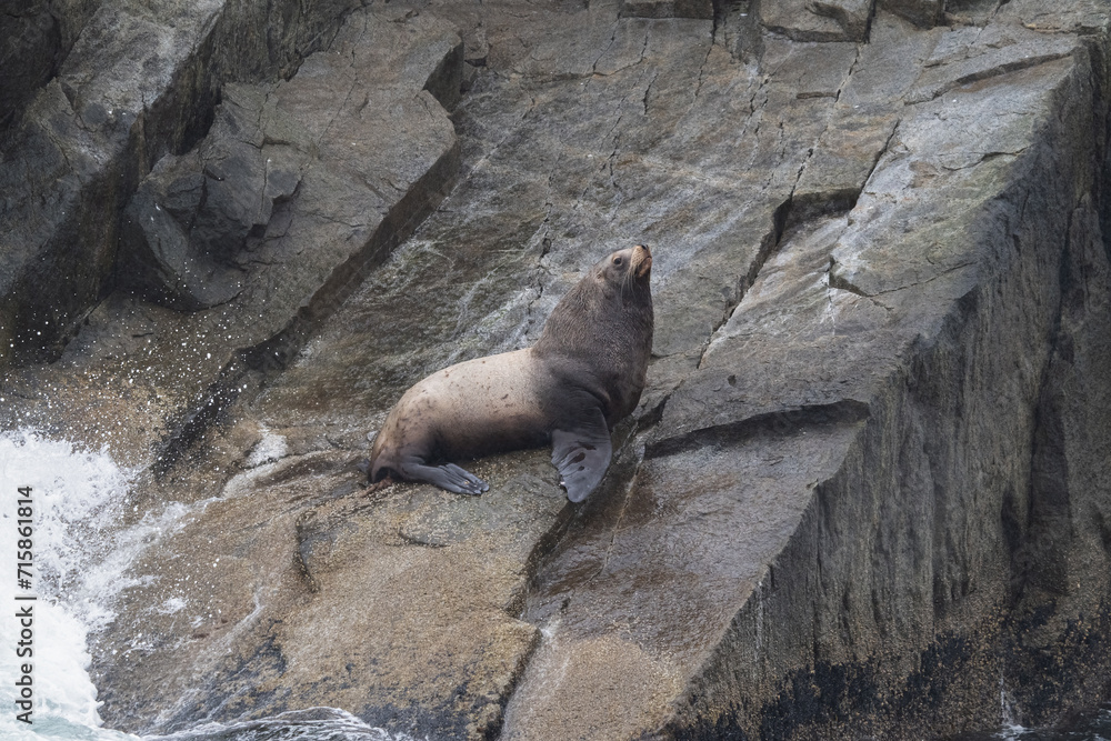 Obraz premium Steller sea lion at Resurrection Bay, Alaska, US