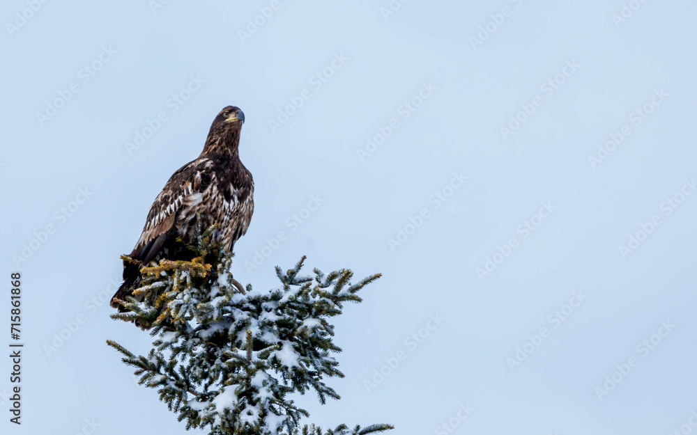 Juvenile bald eagle perched in evergreen tree