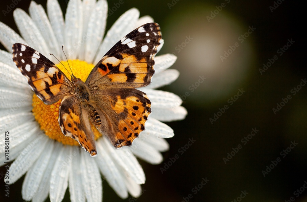 Fototapeta premium Beautiful colored wild butterfly in green nature background
