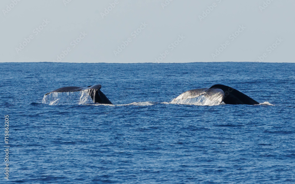 Fototapeta premium Humpback whale in ocean in Hawaii 