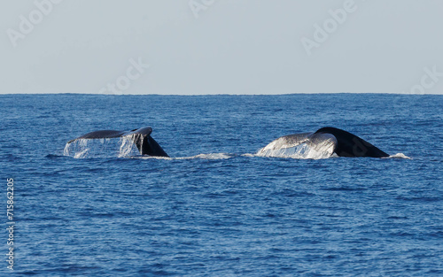 Humpback whale in ocean in Hawaii  © Jen