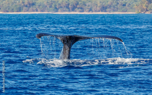 Photography Humpback whale in ocean in Hawaii