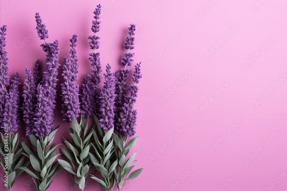 Elegant lavender. Visual concept on pink background, captivating high-quality image Elegant lavender. Visual concept on pink background, captivating high-quality image