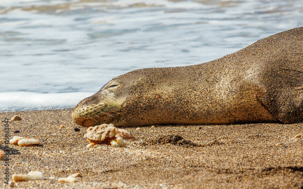 Fototapeta premium Endangered monk seal resting on beach