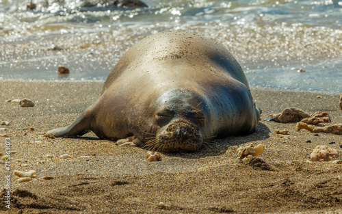 Endangered monk seal resting on beach