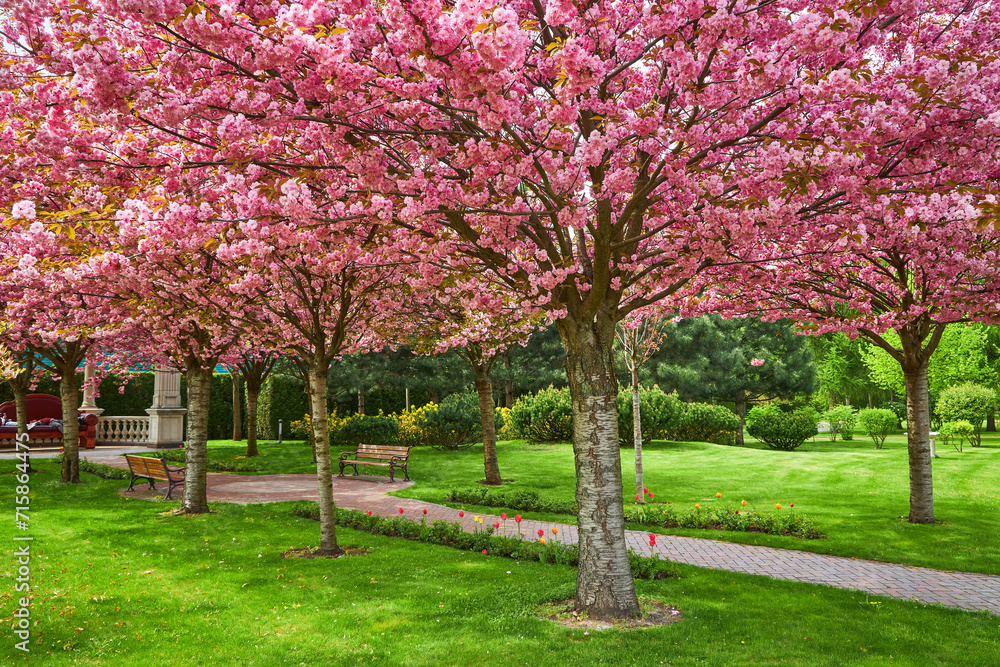 Park with alley of blossoming red apple trees. Park with alley of blossoming red apple trees.