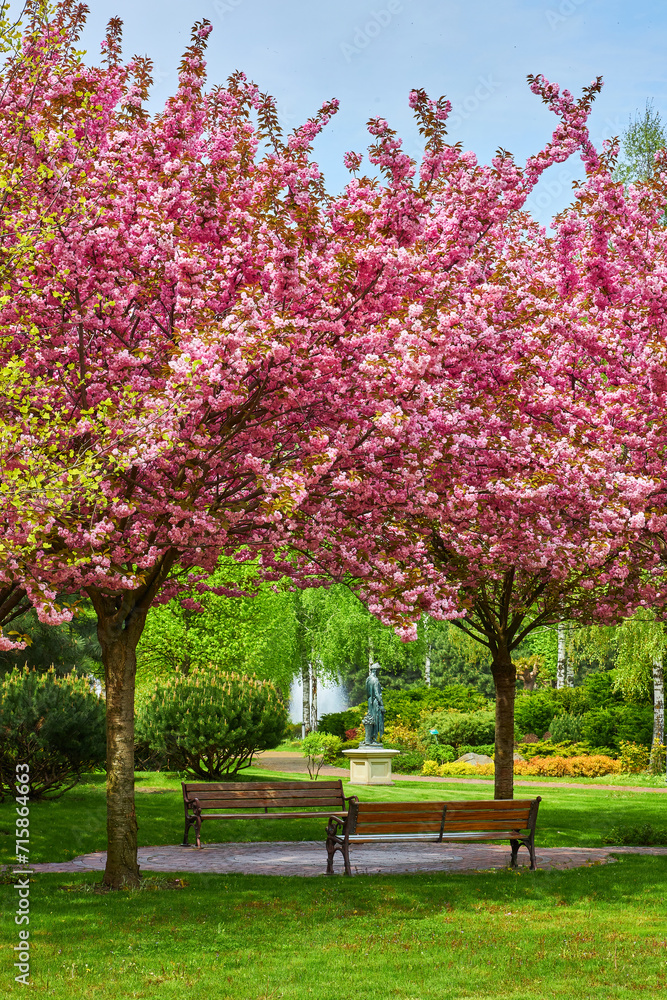 spring landscape with blooming sakura trees in the park spring landscape with blooming sakura trees in the park