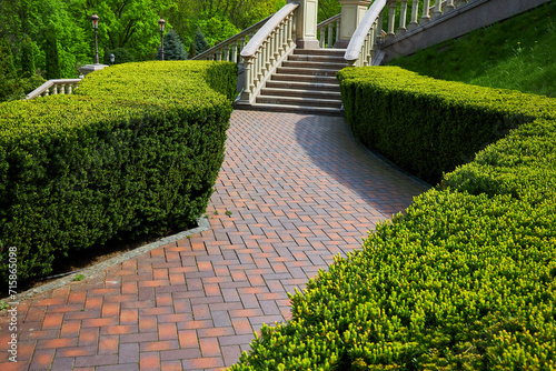 the backyard of the building with steps and entrance in front of which grows bushes of evergreen arborvitae trimmed with a square shape