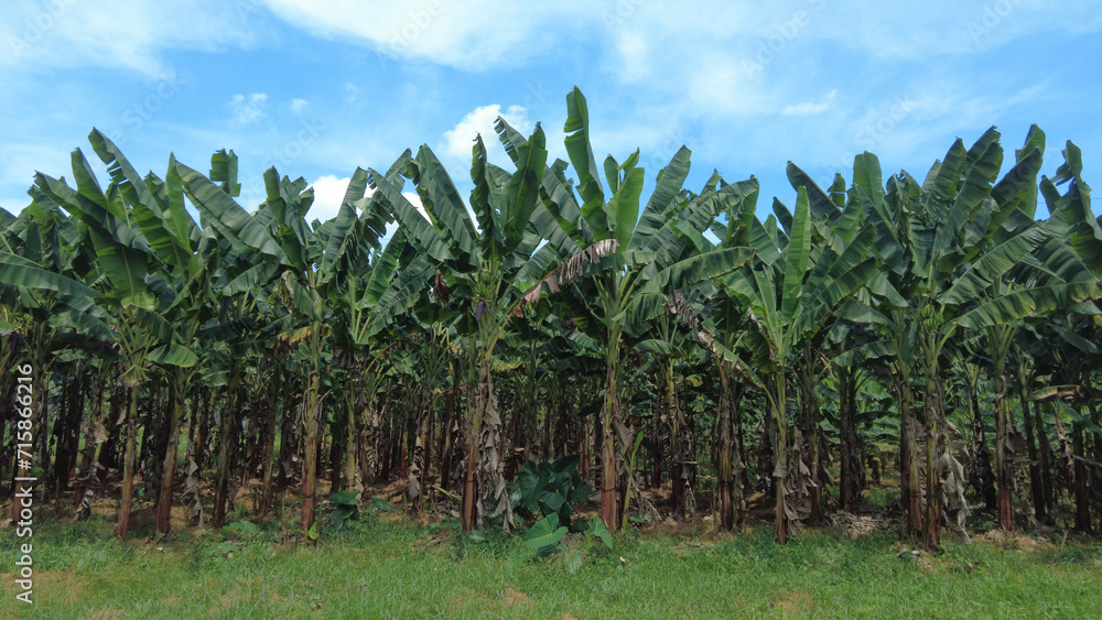 Fototapeta premium Plantain farming, agricultural lands in Thiruvananthapuram, Kerala 