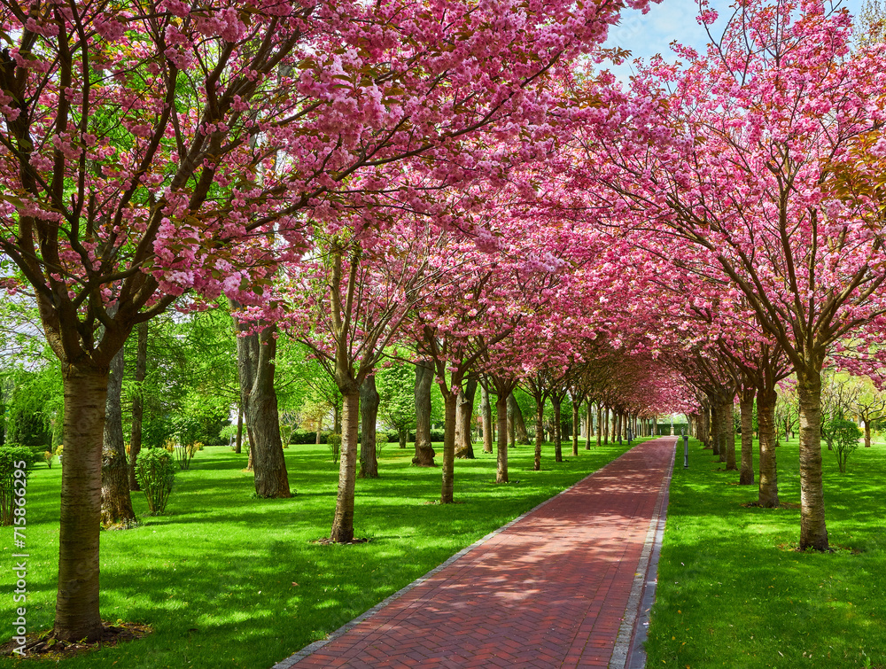 Naklejka premium Park with alley of blossoming red apple trees.