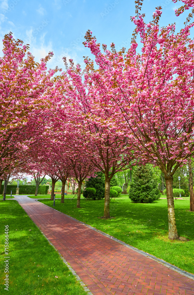 spring landscape with blooming sakura trees in the park