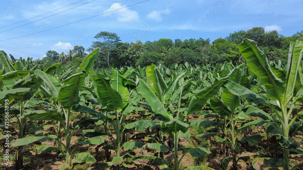 Plantain farming, agricultural lands in Thiruvananthapuram, Kerala 