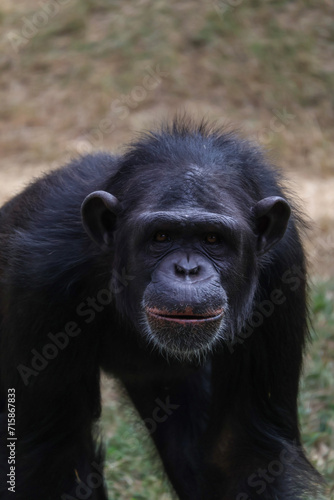 Happy chimpanzee © CarlosZ