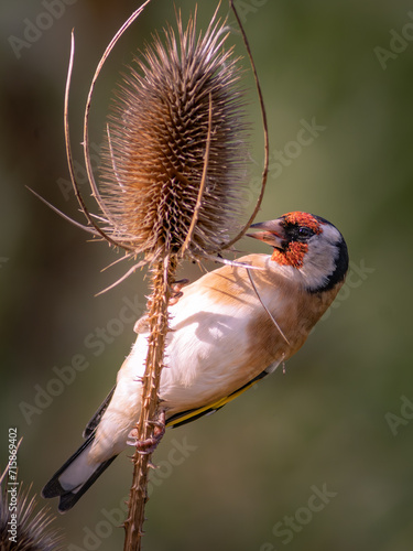 JILGUERO CARDUELIS CARDUELIS