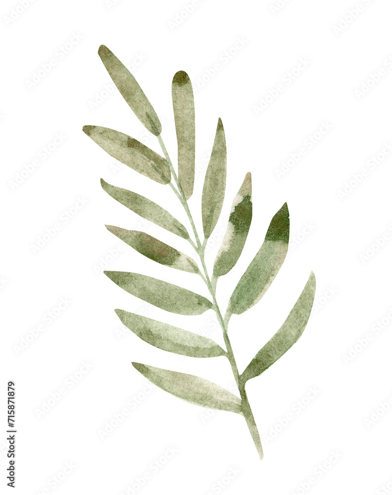 Watercolor green branch illustration isolated on white Watercolor green branch illustration isolated on white
