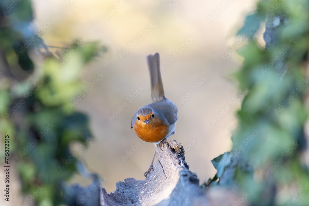 Birdgardening, the robin (Erithacus rubecula) in my garden. Birdgardening, the robin (Erithacus rubecula) in my garden.