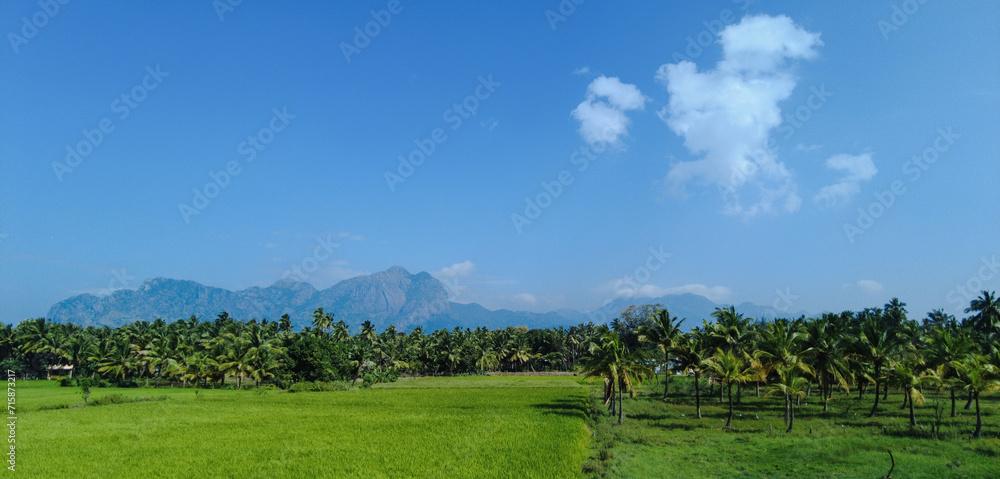 Rice farming in Tamil Nadu, agricultural lands Rice farming in Tamil Nadu, agricultural lands