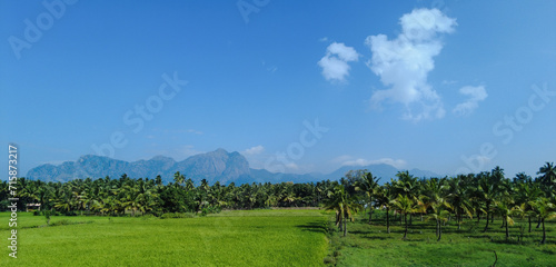 Rice farming in Tamil Nadu, agricultural lands 