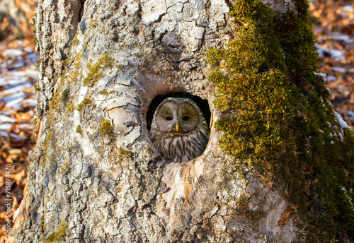 Принти на полотні A Strix uralensis bird watching from a hollow in a tree