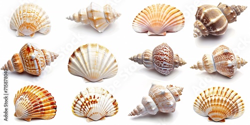 High-quality image of seashells on a white backdrop.