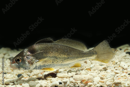 Fotografie goatee croaker or drum (Dendrophysa russelii) edible fish from Indo-pacific regi