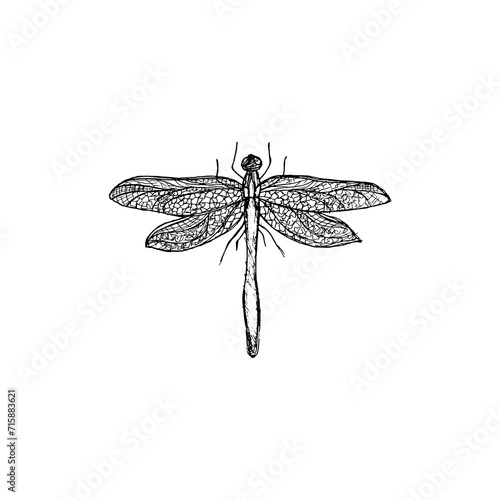 Hand drawn dragonfly insect isolated on white background © sljubisa