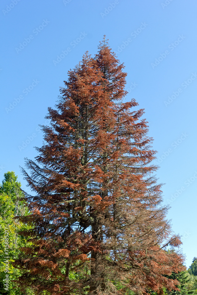 disease of coniferous stands in their natural habitat, red-red needles disease of coniferous stands in their natural habitat, red-red needles