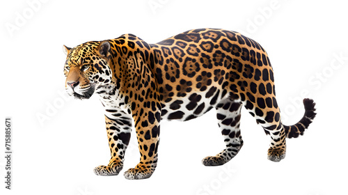 Majestic Leopard Walking Gracefully on White Background
