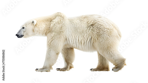 Polar Bear Walking Across White Background in Natural Habitat