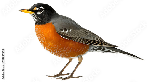 Vibrant Small Bird With Orange and Black Feathers Perching on a Branch