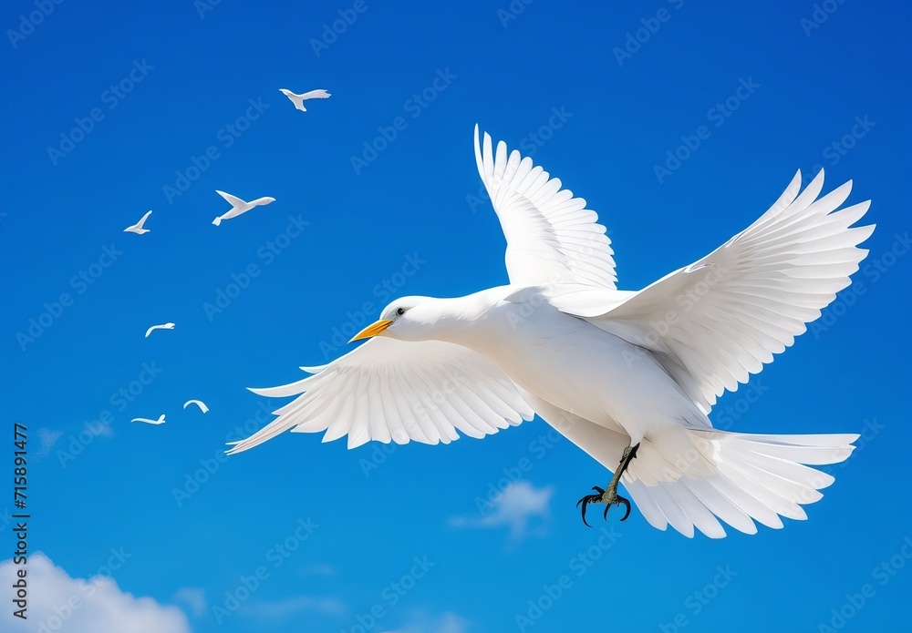 Fototapeta premium White Tern, Aitutaki, Cook Islands 