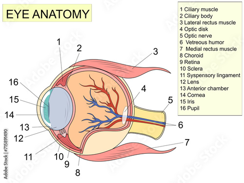 Eye anatomy with labeled structure scheme for human optic outline diagram. Educational physiological and medical sight infographic
