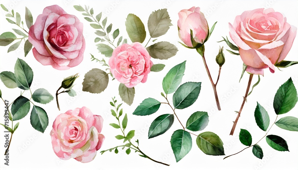 watercolor arrangements with garden roses collection pink flowers leaves branches botanic illustration isolated on white background