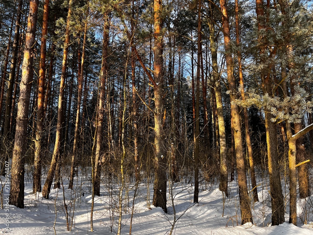 Obraz premium Pine forest in winter sunny day. Beautiful winter landscape with snow.