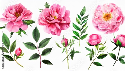 set watercolor pink flowers garden roses peonies collection leaves branches botanic illustration isolated on white background