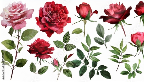 set watercolor elements of roses collection garden red burgundy flowers leaves branches botanic illustration isolated on white background
