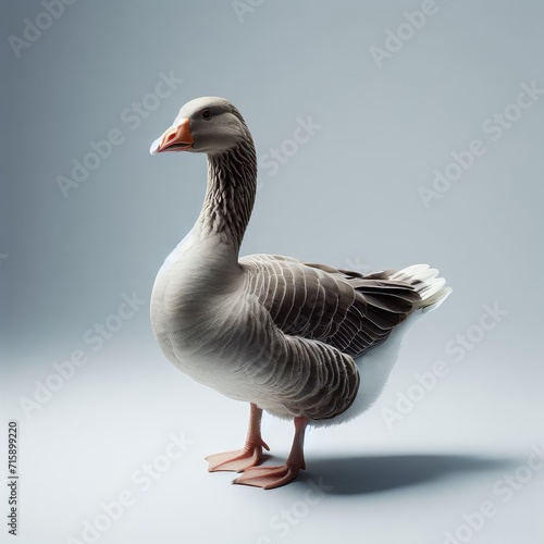 full body view of greylag goose alone 