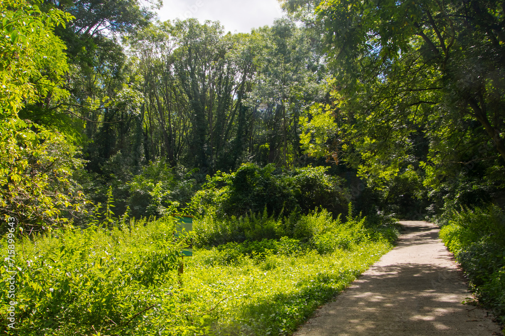 Path in the forest of Mount Somlo