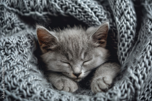 Kitten relaxing. Portrait of beautiful gray kitten relax on soft grey knitted background. Home pet napping
