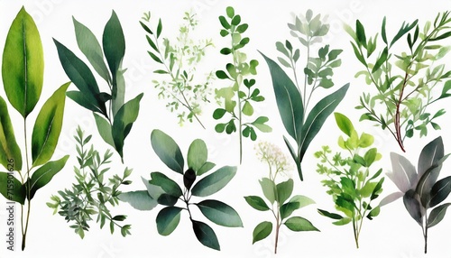 Fotografie, Obraz set watercolor arrangements with garden herbs collection leaves branches botanic