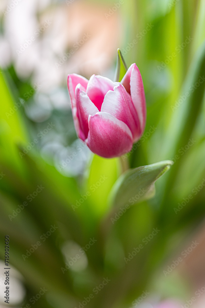 Beautiful closeup view of spring pink tulip flowers on soft blurred background in the garden. Soft and selective focus. High resolution macro. Isolated single pink and purple tulipa Beautiful closeup view of spring pink tulip flowers on soft blurred background in the garden. Soft and selective focus. High resolution macro. Isolated single pink and purple tulipa