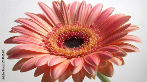 Gerbera Flower