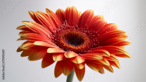 Gerbera Flower